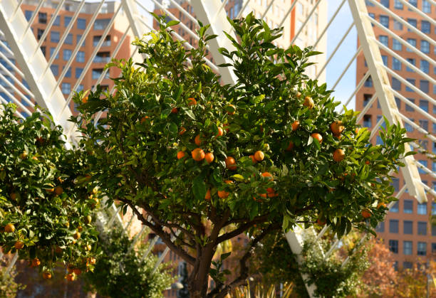 l'arancio agrumato cresce su un albero con foglie verdi in un giardino cittadino. arance e mandarini su un albero in spagna. - grapefruit citrus fruit leaf fruit foto e immagini stock