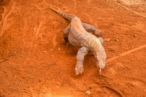 Komodo dragon (Varanus komodoensis) Komodo dragon (Varanus komodoensis), a member of the monitor lizard family Varanidae endemic to the Indonesia monitor lizard stock pictures, royalty-free photos & images