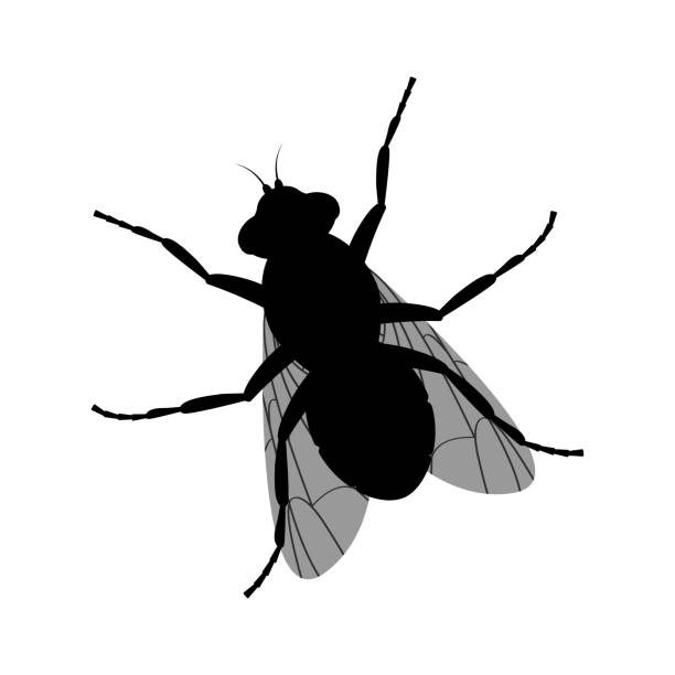 kuvapankkikuvitukset aiheesta kärpäsen siluetti. lennä ylänäkymään. lentävä hyönteinen. vektorikuva eristetty valkoisella taustalla - housefly