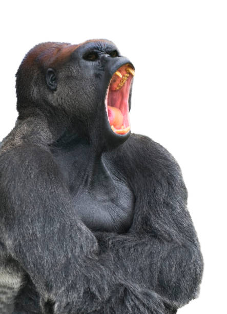 white background, partial view from front and side, 1 gorilla, no people, mouth open wide with teeth showing, eyes open, arms crossed, 2 large fangs showing, adult gorilla