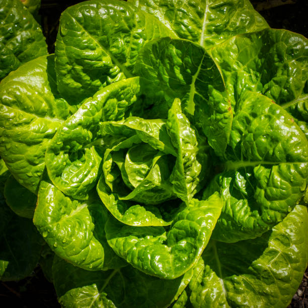 istock Lechuga en el huerto 1369789886