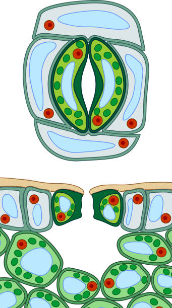 Stomatal complex and section view of stomate and plant leaf structure Stomatal complex and section view of stomate and plant leaf structure stomata stock illustrations