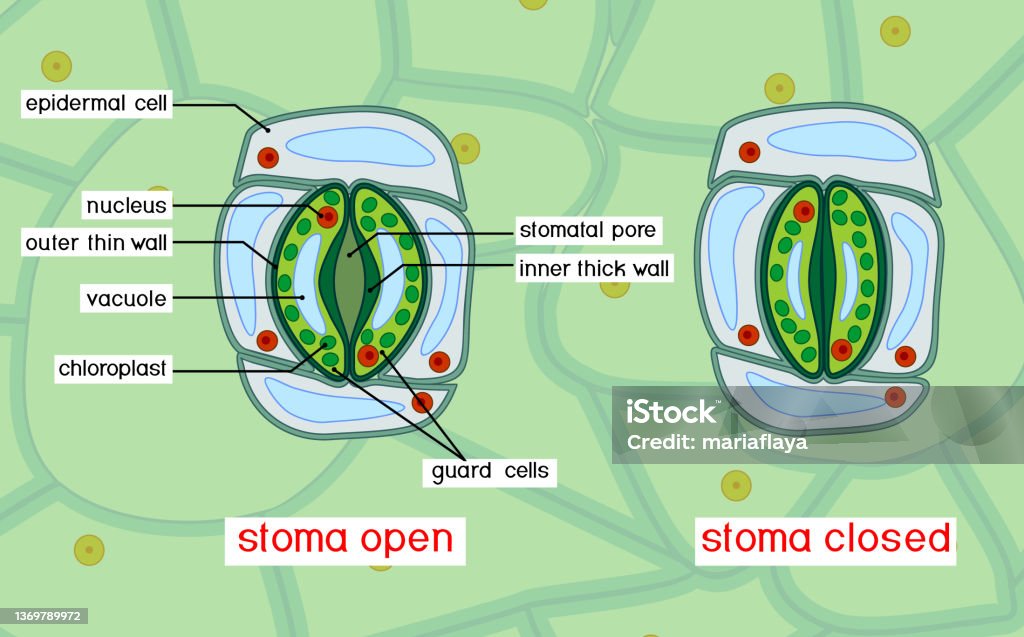 Struktur Der Stomata Komplex Mit Offenen Und Geschlossenen Stoma Stock