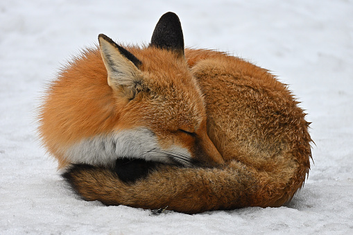 Male red fox, or dog, sleeping in the open on the snow, despite a cold drizzle. Note how the fox, well adapted for the cold, wraps his bushy tail around his body to stay warm, and tucks his nose into his fur. Foxes have other adaptations for the cold, including long and thick coats, more fur on their footpads than domestic dogs (for warmth and better grip in snow), and the ability to conserve body heat by reducing circulation to their paws. Their cold-resistant feet, long legs in relation to their bodies, and light builds allow them to move well even in deep snow. Some mammalogists believe the red foxes original to North America, as opposed to their present-day descendants, which may have hybridized with the subspecies introduced from Europe, were restricted to boreal and mountainous regions. This sleepy fox was photographed in the hills of rural Washington, Connecticut.