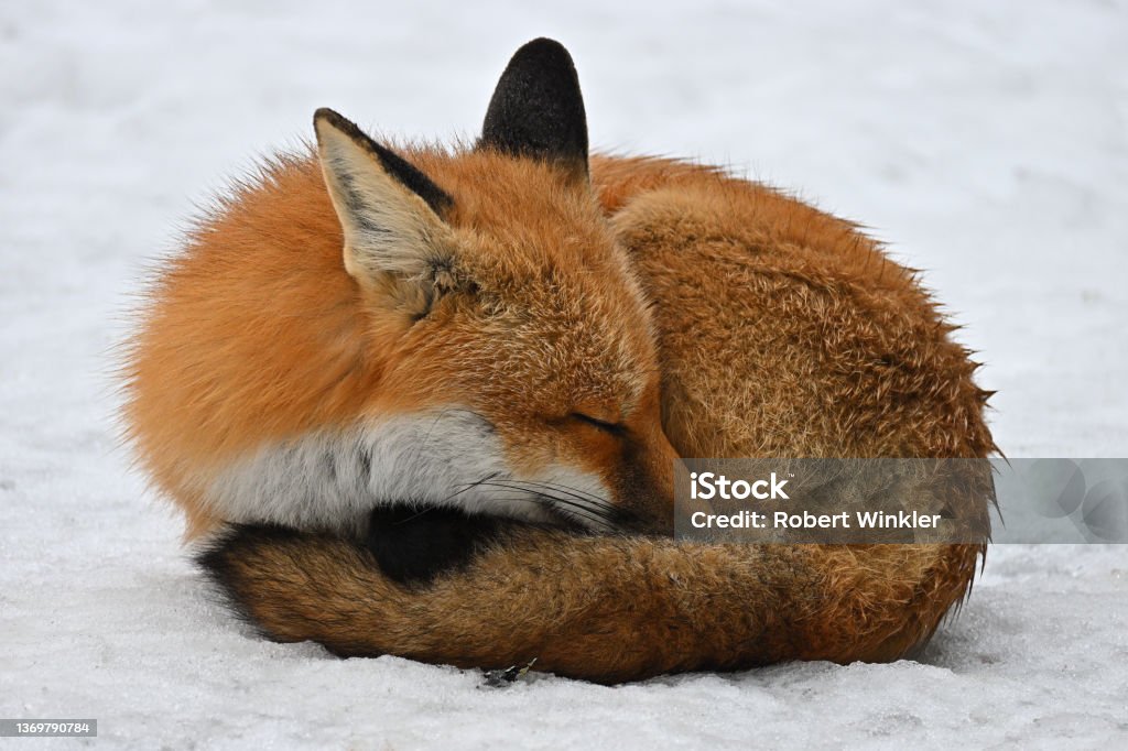 Red fox sleeping on snow in the open Male red fox, or dog, sleeping in the open on the snow, despite a cold drizzle. Note how the fox, well adapted for the cold, wraps his bushy tail around his body to stay warm, and tucks his nose into his fur. Foxes have other adaptations for the cold, including long and thick coats, more fur on their footpads than domestic dogs (for warmth and better grip in snow), and the ability to conserve body heat by reducing circulation to their paws. Their cold-resistant feet, long legs in relation to their bodies, and light builds allow them to move well even in deep snow. Some mammalogists believe the red foxes original to North America, as opposed to their present-day descendants, which may have hybridized with the subspecies introduced from Europe, were restricted to boreal and mountainous regions. This sleepy fox was photographed in the hills of rural Washington, Connecticut. Fox Stock Photo