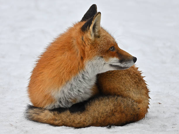 istock Red fox awakened from nap, staring at birds 1369790903