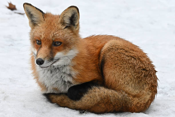 istock Red fox awakened from a nap 1369790930