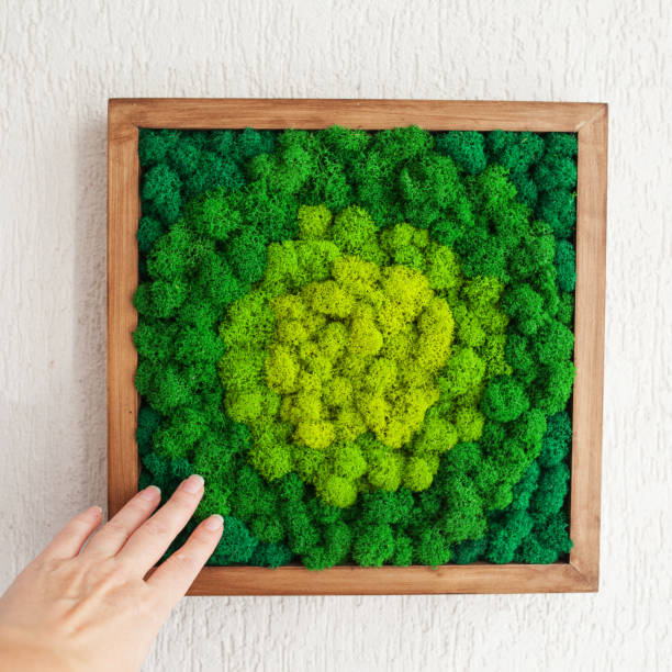 Stabilized multicolored Icelandic moss in the interior. Panel of green moss on the wall. Wall decoration with moss. Green moss texture in wooden frame, backdround. Copy space