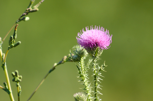 Spiny plumeless thistle in bloom closeup view with green blurred background