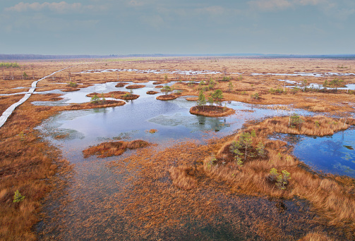 Swamp Yelnya in autumn landscape. Wild mire of Belarus. East European swamps and Peat Bogs. Ecological reserve in wildlife. Marshland at wild nature. Swampy land and wetland, marsh, bog.
