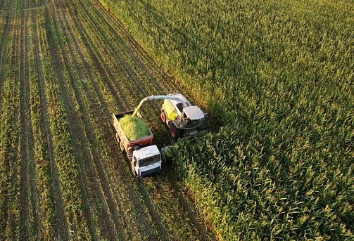 Maize Harvesting with Forage harvester in field, aerial view. Cutting crop for agriculture and silage. Dump truck transports corn from field. Corn harvest season at farm. Self-propelled harvester.