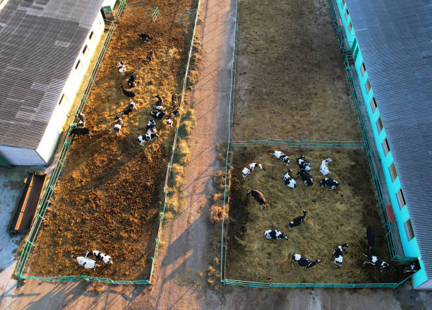 istock Cowshed with cows near farm. Farmland with cattle. 1369793569