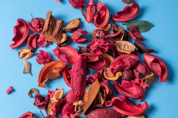 istock Dry flowers and herbs on blue background ,flat lay. 1369793729