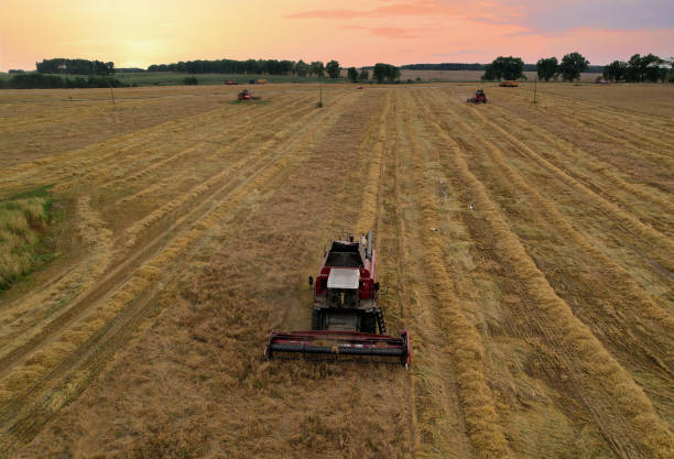 istock Combine harvester on harvesting oilseed rape in field. 1369793773