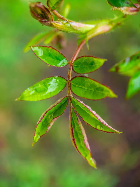 istock green leaf with drops of water 1369793992