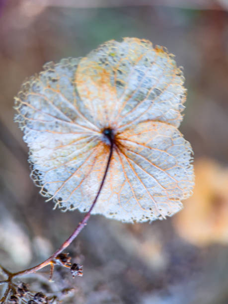 macro