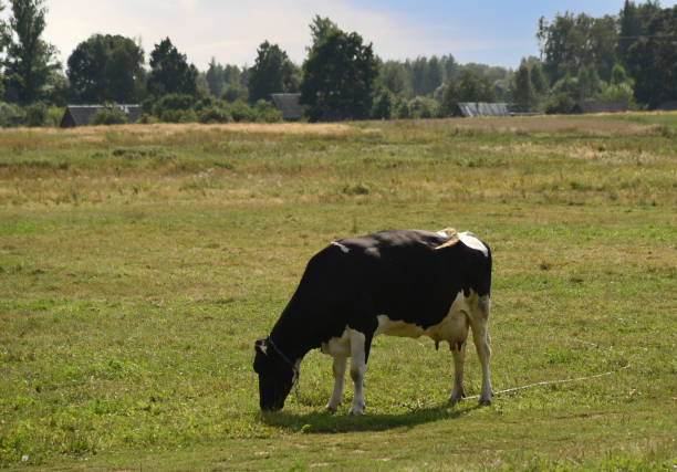 Cow graze on a field with green grass. Farm field where a cows grazes eating green grass to make fresh milk. Floating farms.