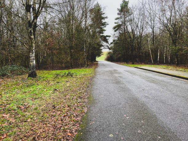 A road next to a forest in winter.