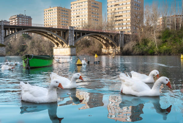 Several white geese swimming in the Pisuerga River as they pass through the city of Valladolid, Spain Several white geese swimming in the Pisuerga River as it passes through the city of Valladolid, Spain oviparity stock pictures, royalty-free photos & images