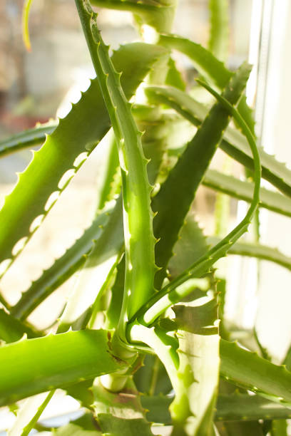 istock Close up a aloe vera plant. Room plants 1369798534