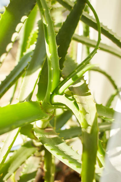 istock Close up a aloe vera plant. Room plants 1369798632