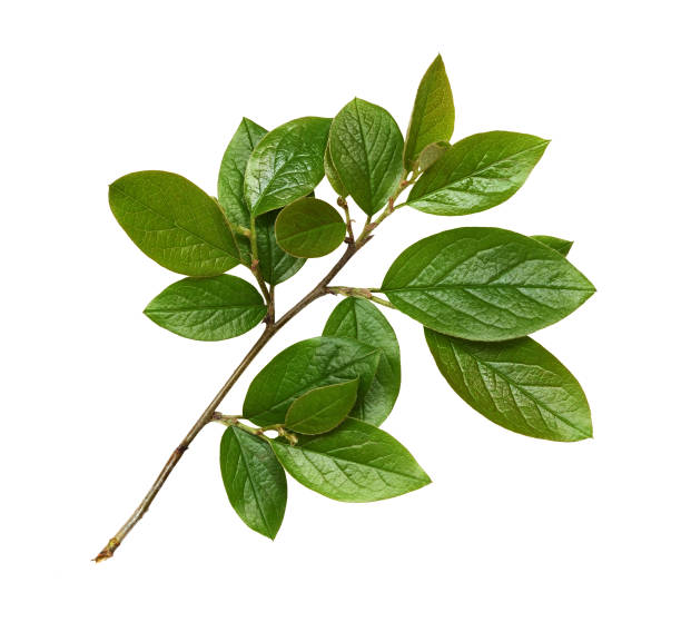 istock Twig with spring green leaves isolated 1369798642