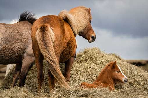 With a taut wind, these Iceland horses stand in their huge paddock. A foal lies in the hay