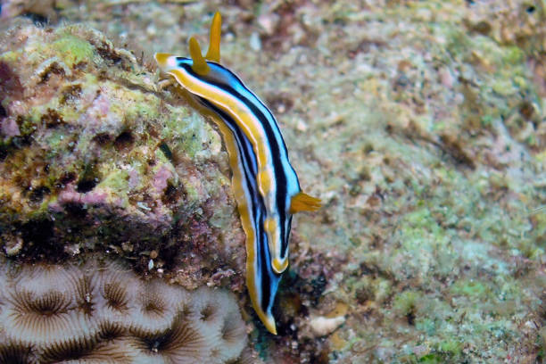 istock A Pyjama Nudibranch (Chromodoris Quadcolour) in the Red Sea 1369799697