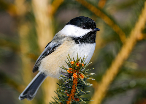 A black-capped chickadee perching in spruce.