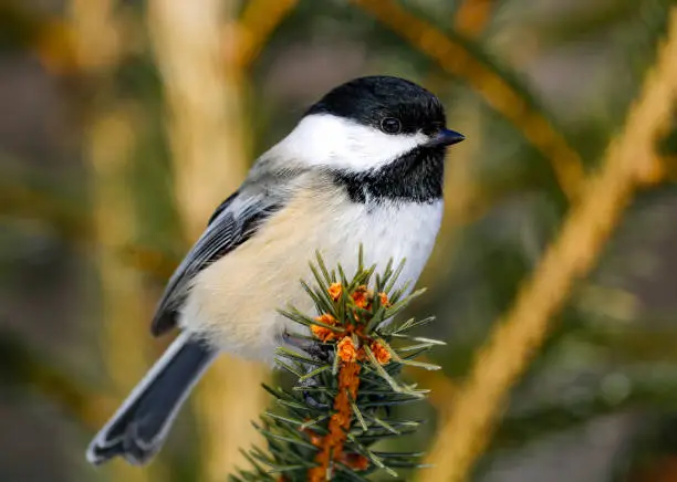 A black-capped chickadee perching in spruce.