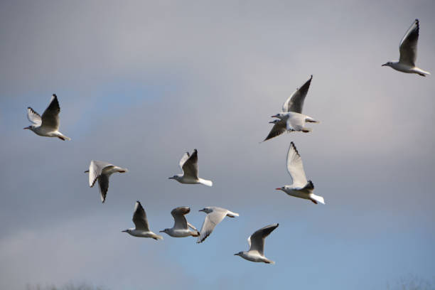Winter day: Flock of black-headed gulls leaving and flying in a cloudscape.Black-headed gull in winter plumage.
