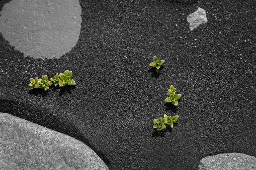 plantas verdes en arena negra photo