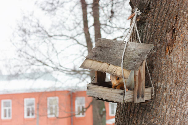 istock A squirrel in a handmade bird house stick it's head out to the camera 1369801309