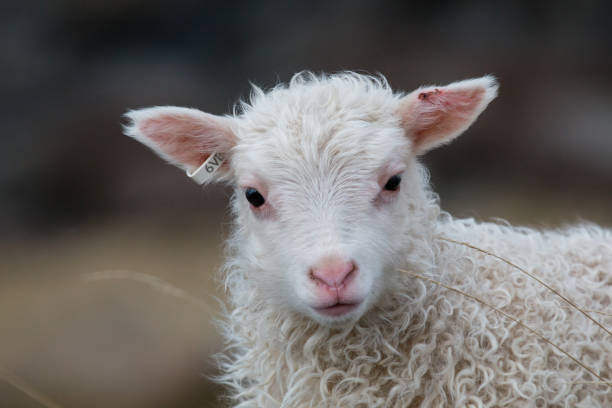 istock Portrait of little lamb 1369802233