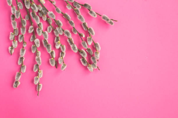 istock Willow flowers on the pink background. Copy space.Top view. 1369802820