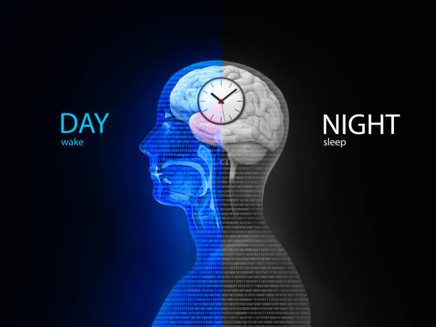 circadian 리듬과 수 면-깨어 주기: 햇빛에 노출 인간의 두뇌와 신체 프로세스에 멜 라 토 닌 분 비를 조절 하는 방법, 3d 렌더링, 삽화 - biological clock 뉴스 사진 이미지