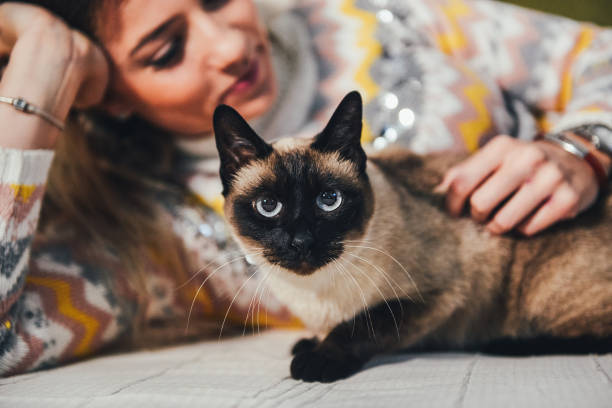 istock Young woman with her Siamese cat 1369803409