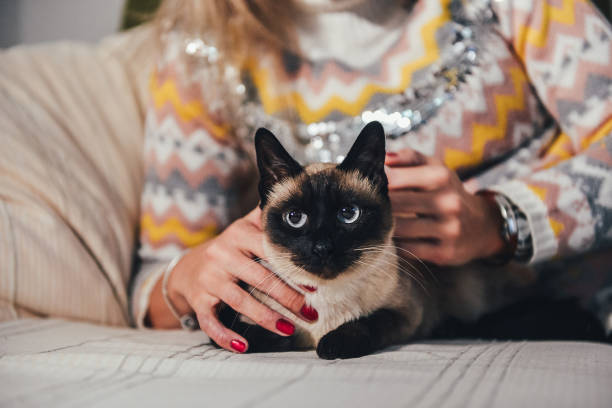 Young woman with her Siamese cat Best friends siamese cat stock pictures, royalty-free photos & images