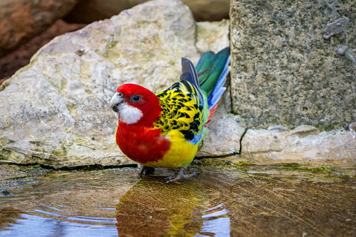 Eastern rosella. Australian parrot drinking at water's edge. With beautiful colors. High quality photo