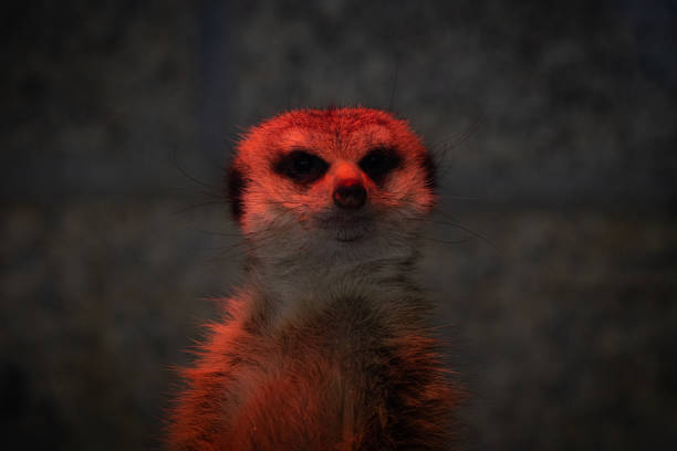 A cute Meerkat under an infrared lamp in winter Meerkat under an infrared lamp in winter. High quality photo. Taken in the Zoo Hof, Germany adaptation to nature stock pictures, royalty-free photos & images