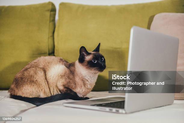 Beautiful Siamese Cat Working On Laptop Stock Photo - Download Image Now - Domestic Cat, Humor, Recruitment