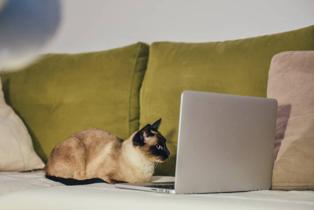 Siamese Computer 190+ Siamese Connection Stock Photos, Pictures & Royalty-Free Images ...