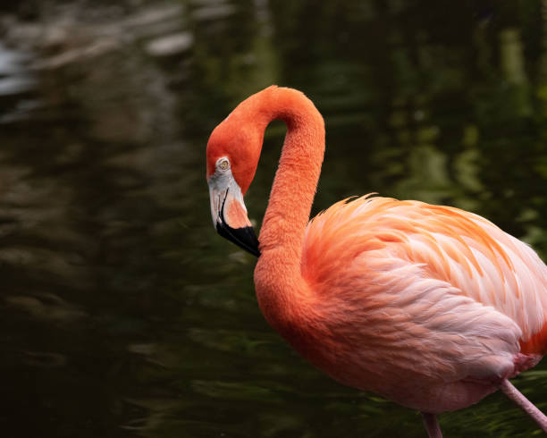 istock Flamingo Portrait against Dark Water 1369804896