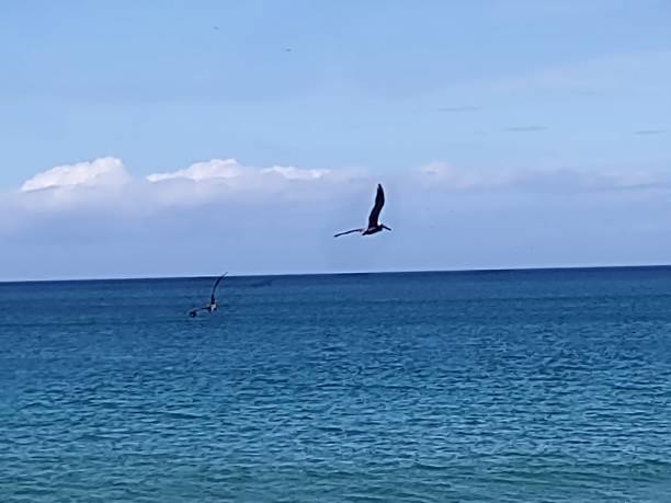 istock Pelicans in flight Aguadilla Puerto Rico 1369805281