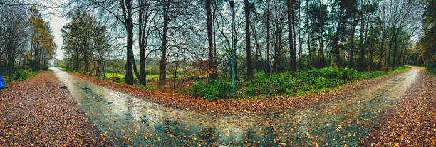 A road in wet weather next to a forest.