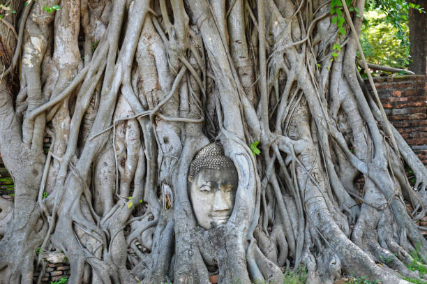 istock A Buddha Head in a Tree in Ayutthaya Thailand 1369806361