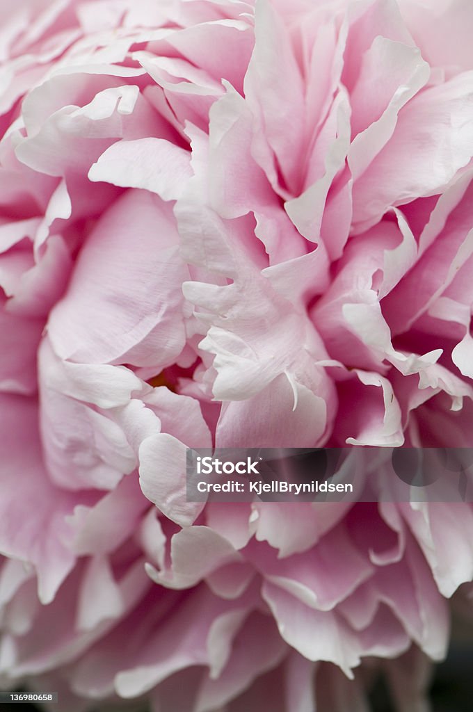 Peony The interior of a big, pink peony Beauty Stock Photo