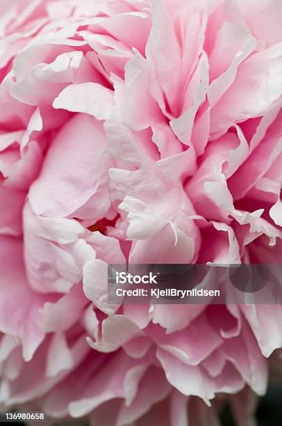 Peony Stock Photo - Download Image Now - Beauty, Beauty In Nature, Floral Pattern