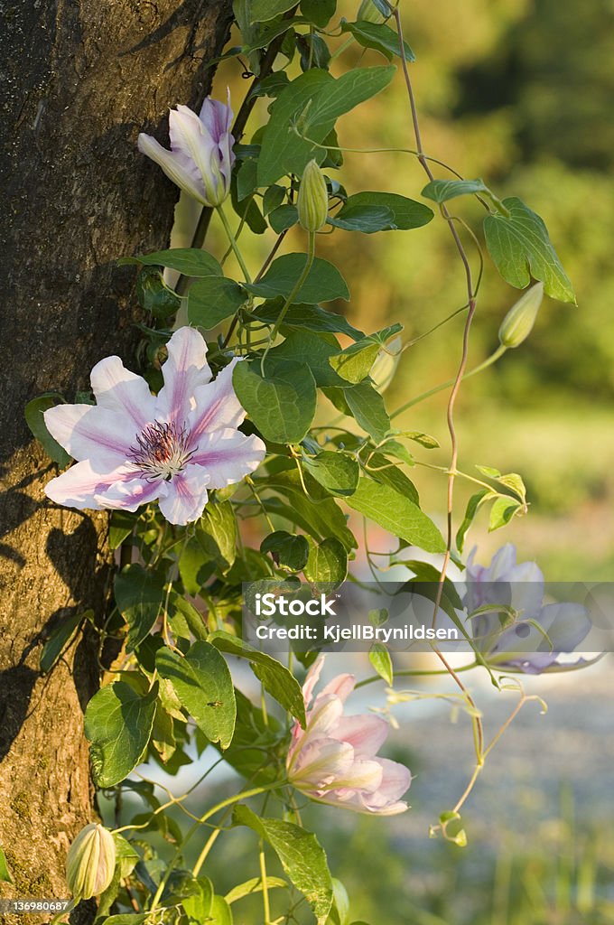 Waldrebe - Lizenzfrei Baum Stock-Foto