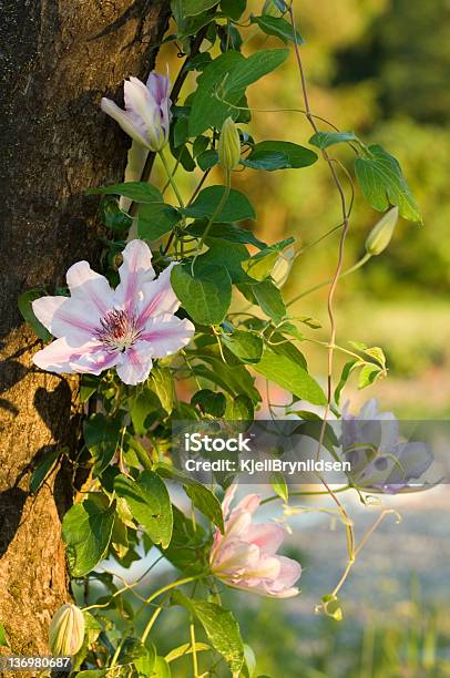 Waldrebe Stockfoto und mehr Bilder von Baum - Baum, Baumblüte, Blatt - Pflanzenbestandteile